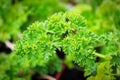 Closeup of fresh green curled parsley leaves Royalty Free Stock Photo