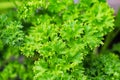 Closeup of fresh green curled parsley leaves Royalty Free Stock Photo