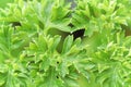 Closeup of fresh green curled parsley leaves Royalty Free Stock Photo