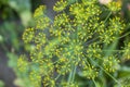 Closeup of fresh green dill herb Royalty Free Stock Photo