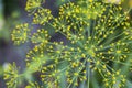 Closeup of fresh green dill herb Royalty Free Stock Photo