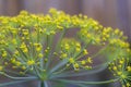 Closeup of fresh green dill herb Royalty Free Stock Photo