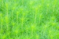 Closeup fresh green dog fennel or eupatorium capillifolium leaves textured background Royalty Free Stock Photo