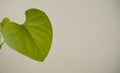 Closeup of a fresh green heart-shaped leaf in the light background with copy space on the right Royalty Free Stock Photo