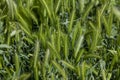 Closeup fresh green Hordeum murinum also known as wall barley