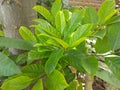 Closeup fresh green jackfruit leaves