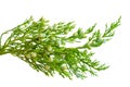 Closeup of fresh green juniper plant with berries is isolated on Royalty Free Stock Photo