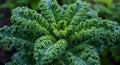 Closeup of Fresh Green Kale Leaves Royalty Free Stock Photo