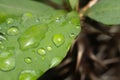 Closeup of a fresh green leaf covered with water droplets Royalty Free Stock Photo
