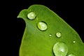 Closeup of a fresh green leaf covered with water droplets isolated on the black background Royalty Free Stock Photo