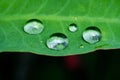 Closeup of a fresh green leaf covered with water droplets isolated on the black background Royalty Free Stock Photo