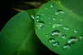 Closeup of fresh green leaves covered with water droplets Royalty Free Stock Photo