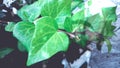 Closeup Of Fresh Green Leaves Under The Sunlight