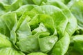 Closeup fresh green lettuce, organic vegetable garden, nature concept background Royalty Free Stock Photo