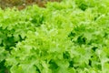 Closeup fresh green lettuce or salad vegetable in field, selective focus