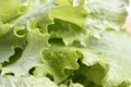 Closeup of fresh green lettuce with water drops Royalty Free Stock Photo