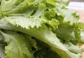 Closeup of fresh green lettuce with water drops Royalty Free Stock Photo