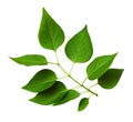 Closeup of fresh green lilac leaves Royalty Free Stock Photo