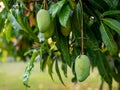 Closeup of fresh green mangoes hanging from a tree