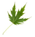 Closeup of fresh green maple leaf isolated on white background Royalty Free Stock Photo