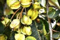 Closeup of fresh green medicinal Terminalia arjuna Royalty Free Stock Photo