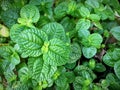 Closeup fresh green mint background Royalty Free Stock Photo