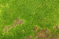 Closeup of fresh green moss on stone wall for background and design art work Royalty Free Stock Photo
