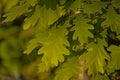 Sunny young oak leaves in spring