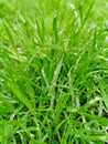 Closeup of fresh green spring grass with dew drops Royalty Free Stock Photo