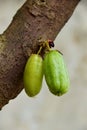 Closeup of Fresh Green Starfruit on Shady Tree Royalty Free Stock Photo