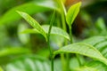 closeup fresh green tea leaves Royalty Free Stock Photo