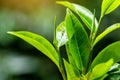 closeup fresh green tea leaves