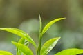 closeup fresh green tea leaves Royalty Free Stock Photo