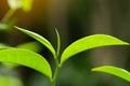 closeup fresh green tea leaves Royalty Free Stock Photo