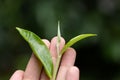 closeup fresh green tea leaves Royalty Free Stock Photo