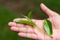 closeup fresh green tea leaves