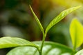 closeup fresh green tea leaves