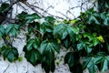 Green vines spiraled against white wall