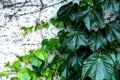 Green vines spiraled against white wall Royalty Free Stock Photo