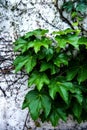 Green vines spiraled against white wall