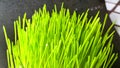 Closeup of Fresh green wheat grass plant in pot. Royalty Free Stock Photo