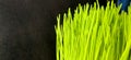 Closeup of Fresh green wheat grass plant in pot. Royalty Free Stock Photo