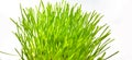 Closeup of Fresh green wheat grass plant in pot. Royalty Free Stock Photo