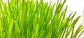 Closeup of Fresh green wheat grass plant in pot. Royalty Free Stock Photo