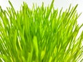 Closeup of Fresh green wheat grass plant in pot. Royalty Free Stock Photo