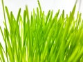 Closeup of Fresh green wheat grass plant in pot. Royalty Free Stock Photo