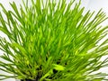 Closeup of Fresh green wheat grass plant in pot. Royalty Free Stock Photo