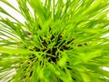 Closeup of Fresh green wheat grass plant in pot. Royalty Free Stock Photo