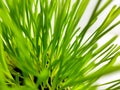 Closeup of Fresh green wheat grass plant in pot. Royalty Free Stock Photo