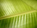 Closeup fresh green yellow banana leaf Royalty Free Stock Photo